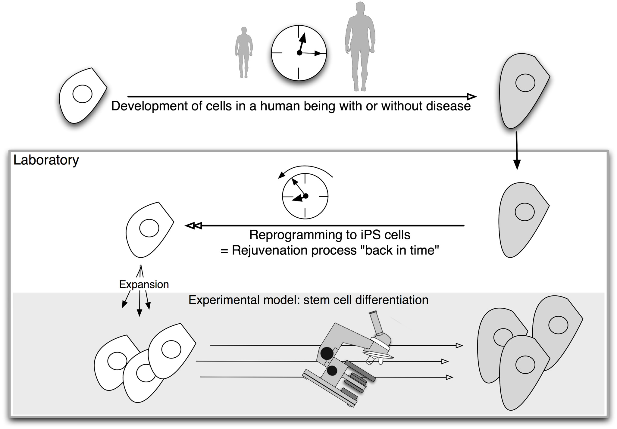 Diagram showing the repogramming of patient cells to make iPS cells