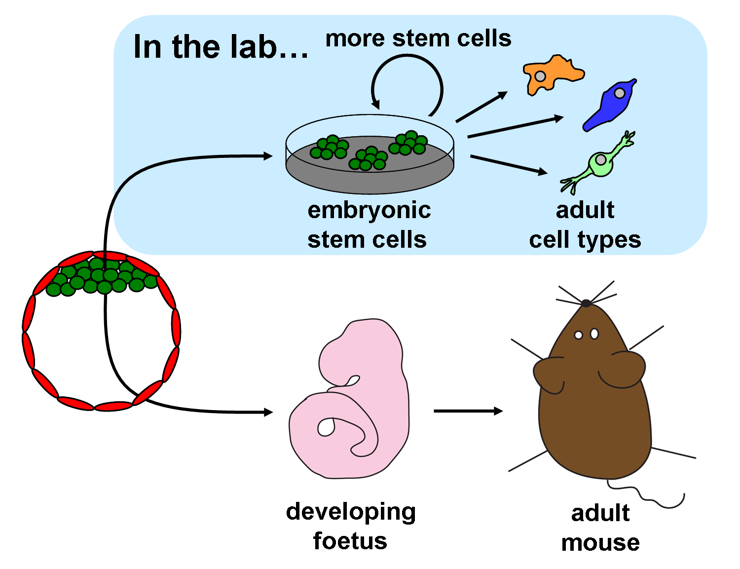 Diagram showing the paths of ESCs: self renewal and differentiation in the lab, or development into a foetus iif allowed to implant