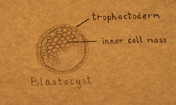 Hand-drawn diagram showing the blastocyst, composed of the trophectoderm and inner cell mass