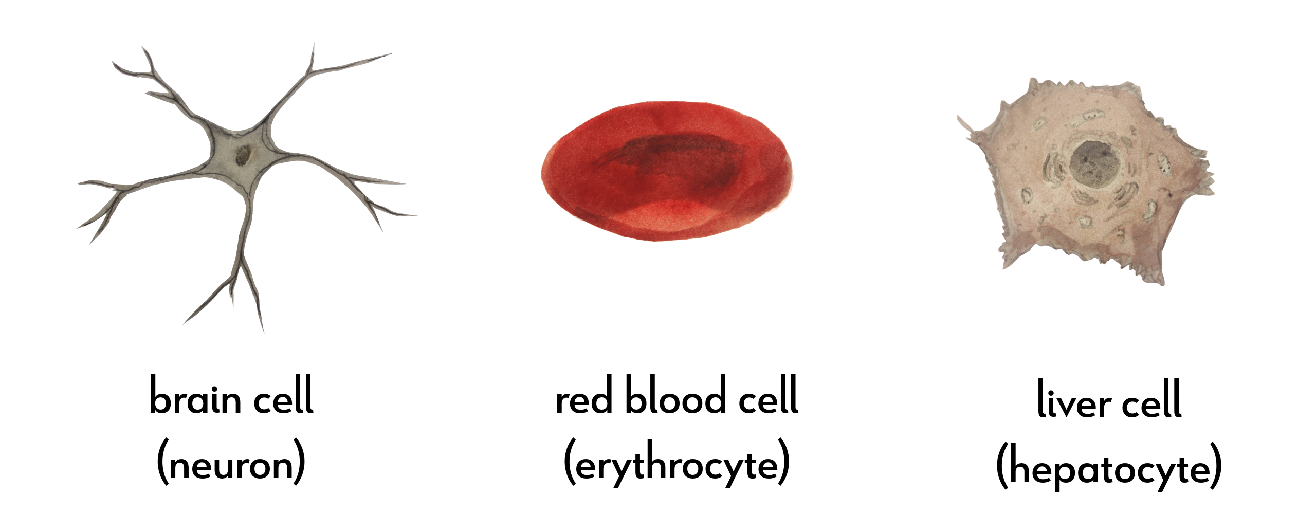Image showing the appearance of different types of cells