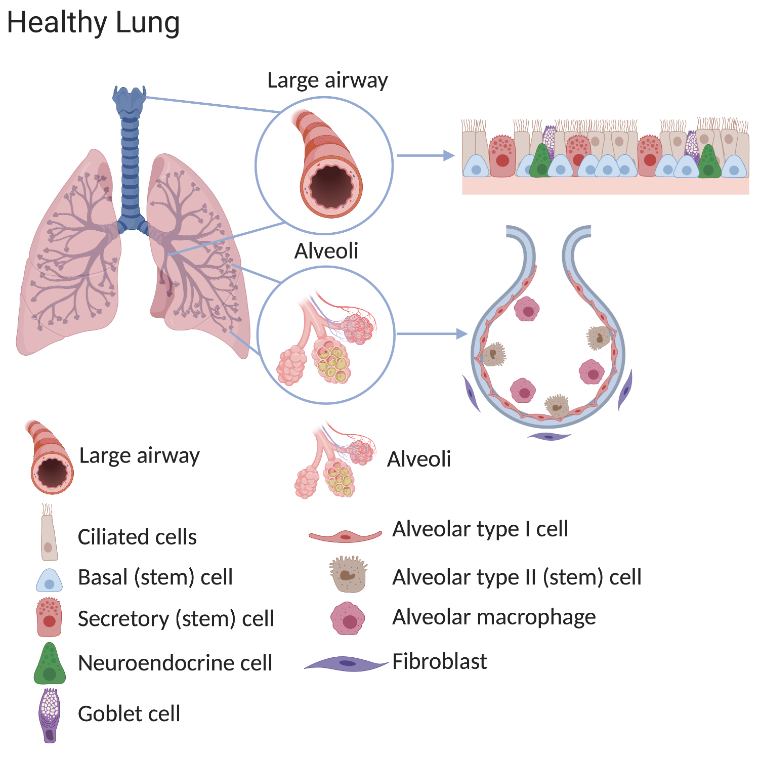 Diagram of a healthy lung, showing large airways, alveoli, and cell composition