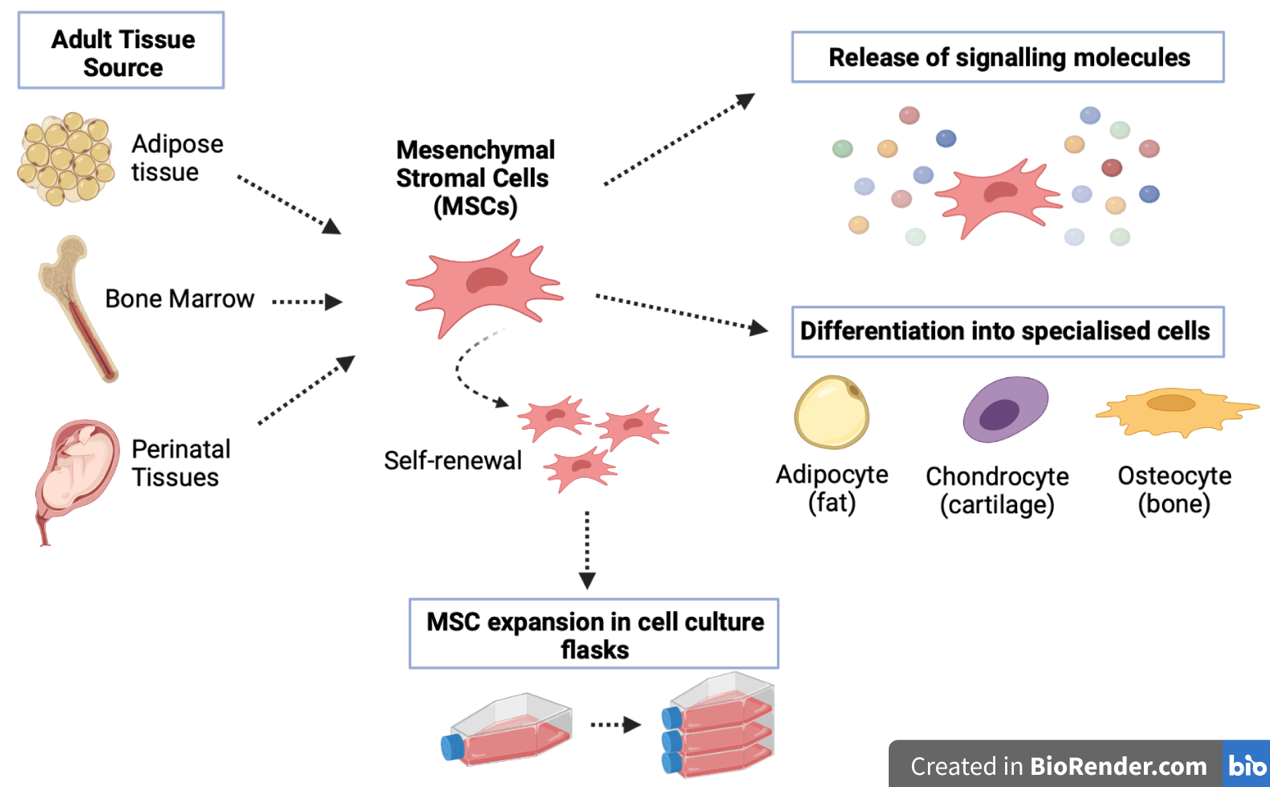 Diagram showing tissue sources of MSCs, and differentiation abilities of MSCs