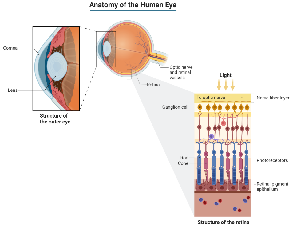 Diagram of the human eye showing anatomy and cell composition