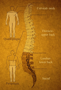 Diagram showing the different sections of the spine