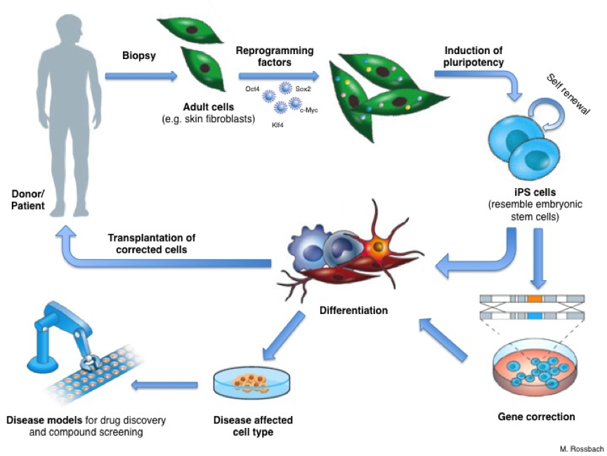 Diagram showing the creation and applications of iPS cells