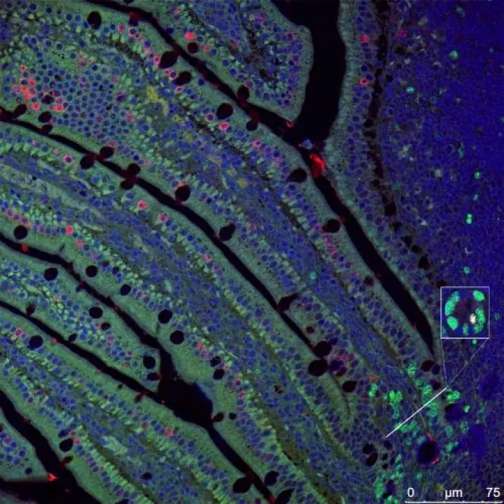 Image of intestinal epithelial cells