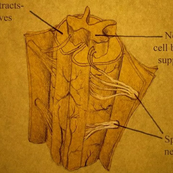 Diagram of the spinal cord