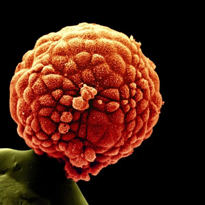 Image of a cluster of embryonic stem cells