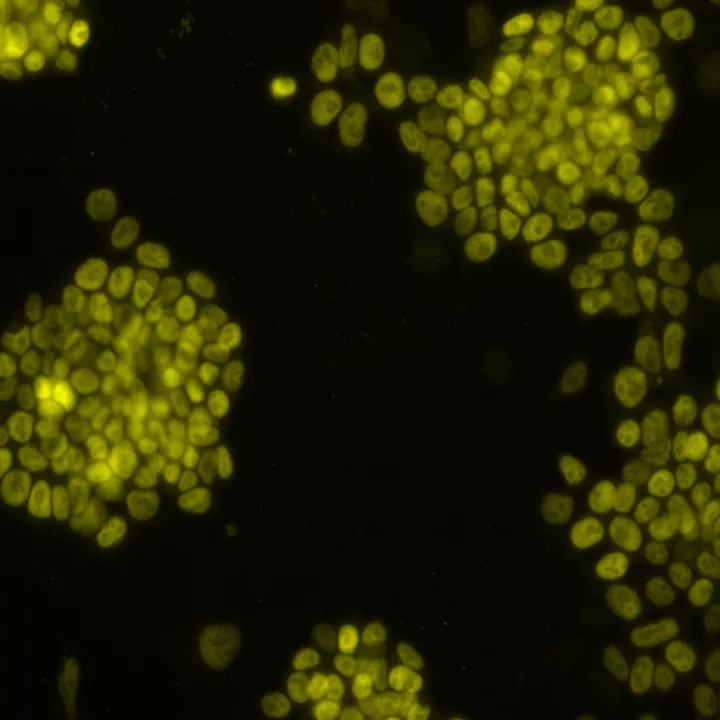 image of cells