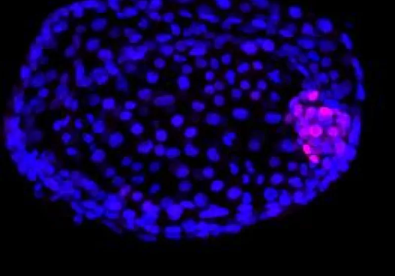 Cellule staminali embrionali: da dove vengono e di cosa sono capaci?