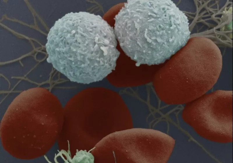 Blood cells