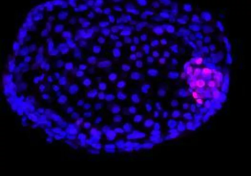 Fluorescence microscopy image of embryonic stem cells