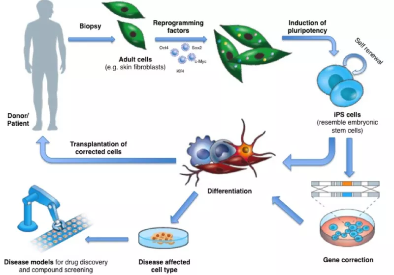 Diagram showingthe derivation and applications of iPS cells